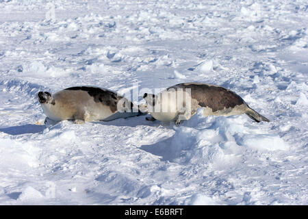 Arpa guarnizioni di tenuta o guarnizioni a doppio spiovente (Pagophilus groenlandicus, Phoca groenlandica), due femmine adulte sulla banchisa Foto Stock