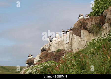 I puffini (Fratercula arctica), Bird Island Hornøya, Varanger, Norvegia Foto Stock