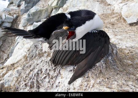 Antartico blue-eyed cormorano seduto su un nido con becco aperto Foto Stock