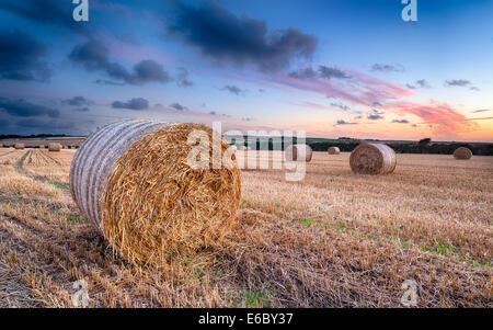 Tramonto su balle di fieno di orzo in un campo vicino a Padstow in Cornovaglia Foto Stock