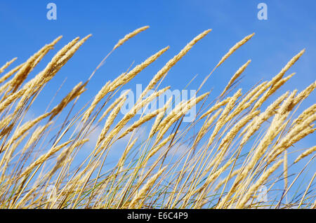 Vegetazione selvatica in una duna di sabbia contro un cielo blu Foto Stock