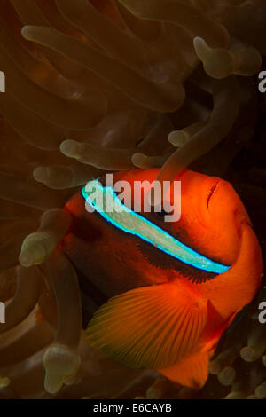 Close-up di un rosso e nero anemonefish. Foto Stock
