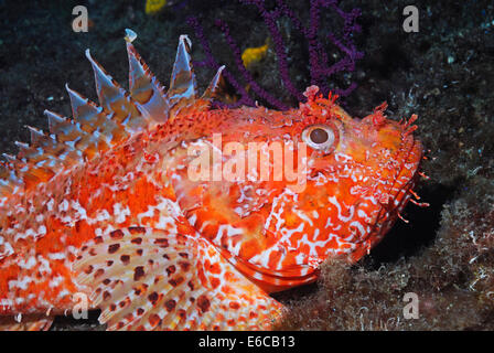 Pustulous Scorfani (Scorpaena notata) su roccia, vista subacquea, Mare mediterraneo, Francia, Europa Foto Stock