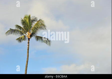 Palm tree treetop Foto Stock