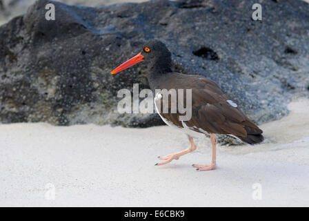 American Oystercatcher (Haematopus palliatus) in cerca di cibo sulla spiaggia, all'Isola Espanola, Isole Galapagos, Ecuador Foto Stock