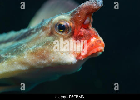 Rosso a labbro (batfish Ogcocephalus Darwini), close-up, Isole Galapagos, Ecuador, Sud America Foto Stock