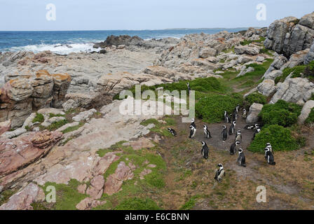 Nero Footed pinguini Jackass (Speniscus demersus), Betty's Bay, South Western Cape, Sud Africa Foto Stock