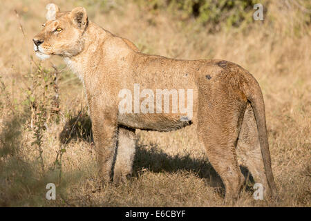 Leonessa ferito a Duba Plains Foto Stock