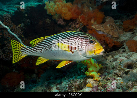 Close-up di Diagonal-nastrare sweetlips Foto Stock