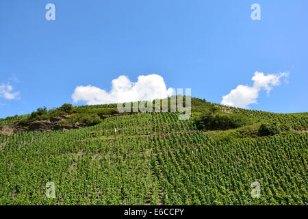 Vigneti Moselle paesaggio con cielo blu e nuvole Mosel Landschaft Weinberge Weinbergslandschaft Steilhang Sommer Germania Foto Stock