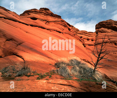 Vermillion Cliffs National Monument, Arizona. Stati Uniti d'America. Cross-bedded Navajo di arenaria e morti pinyon pino. Colorado Plateau. Foto Stock