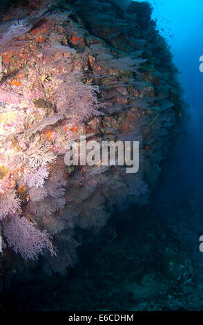 Ripida scogliera di corallo rientro al Kudahoholhaa sito di immersione nell'atollo di Addu nelle Maldive, Foto Stock