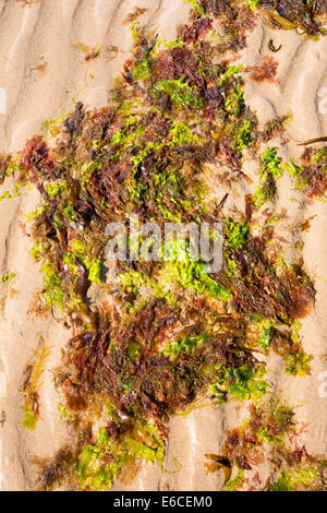 Le alghe e ondulazioni di sabbia sulla spiaggia di Beadnell, Northumberland, Regno Unito. Foto Stock