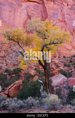 Grand Staircase-Escalante monumento nazionale, Utah. Stati Uniti d'America. Fitto boschetto di Fremont pioppi neri americani alberi. Il Gulch. Escalante River Foto Stock