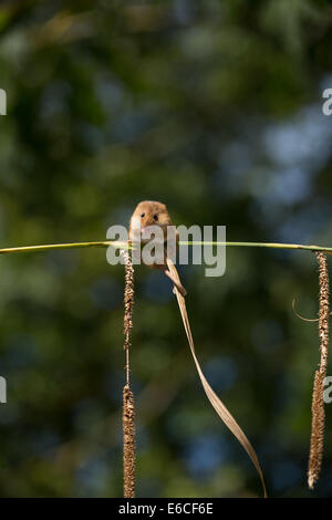 Topolino delle risaie Foto Stock