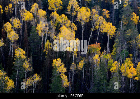 Aspen trees (Populus tremuloides) e conifere in autunno. Altopiano Sevier, Fishlake National Forest, Utah, Stati Uniti d'America. Foto Stock