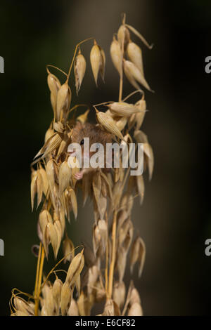 Harvest mouse fuori di peering tra alcuni di avena. Foto Stock