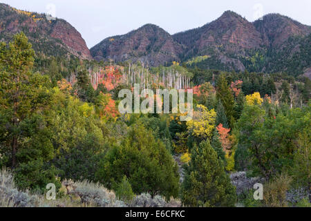 Utah. Stati Uniti d'America. Bosco in autunno sotto le scogliere di Glendwood Montagna. Altopiano Sevier. Fishlake National Forest. Foto Stock