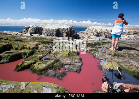 Un pool di colore rosso da alghe che sono state fecondate con pinguini guano sulle isole farne, Northumberland, Regno Unito. Foto Stock