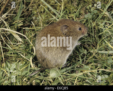 Corto-tailed Vole (campo Vole) - Microtus agrestis Foto Stock