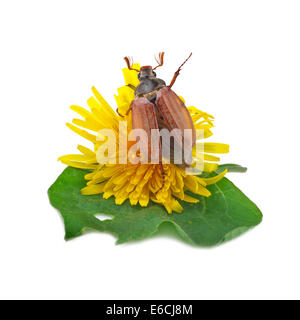 (Cockchafer melolontha) o possono bug su bianco Foto Stock