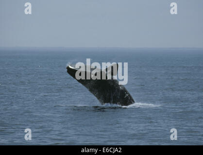 Il Nord Atlantico balena destro - Eubalaena glacialis Foto Stock