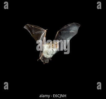 Natterer Bat - Myotis nattereri Foto Stock