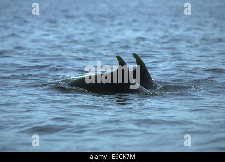 Bottiglia di delfini dal naso - Tursiops truncatus Foto Stock