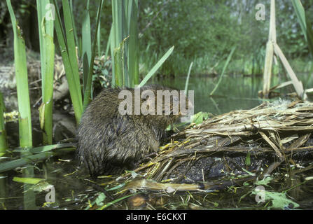 Acqua Vole - Arvicola terrestris Foto Stock