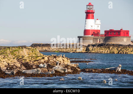 Le guarnizioni di tenuta comune, Phoca vitulina, sulle isole di farne, Northumberland, Regno Unito, con il faro di Longstone che grazia Darling ha suonato la sua famosa salvataggio dalla. Foto Stock