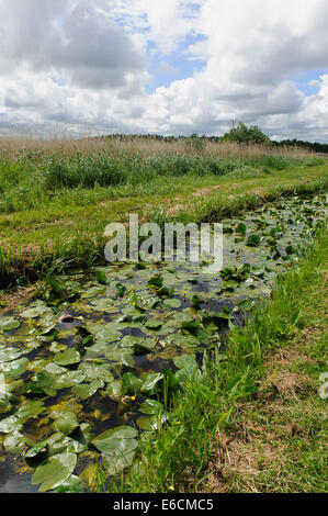 Vicino al lago Lebsko nel Slowinian national park, Polonia, Europa Foto Stock