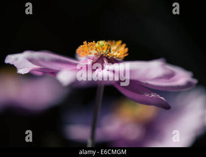 Anemone giapponese × hybrida Montrose rosa Foto Stock