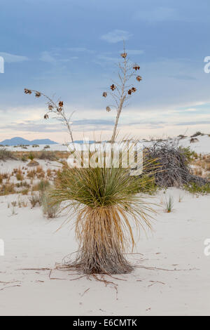 Soaptree Yucca al tramonto a piedi al White Sands National Park (E Monumento) nel New Mexico Foto Stock