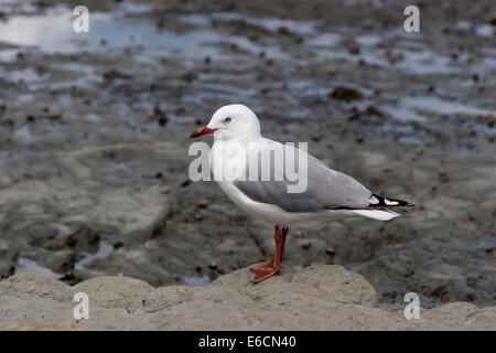 Red fatturati gabbiano (Larus novaehollandiae) Foto Stock