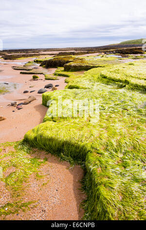Verde alghe di mare sulla spiaggia Seahouses, Northumberland, Regno Unito. Foto Stock