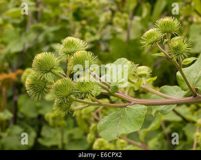 Maggiore, bardana arctium lappa ispide teste di seme bavature Foto Stock