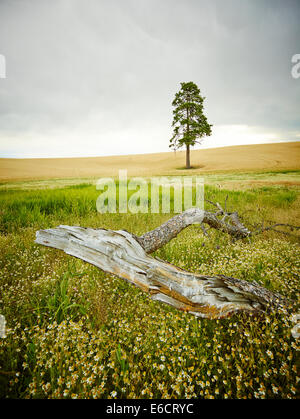 Un pino solo in un campo di grano con fiori selvatici Palouse Scenic Byway, Washington, unisce gli stati d'America Foto Stock