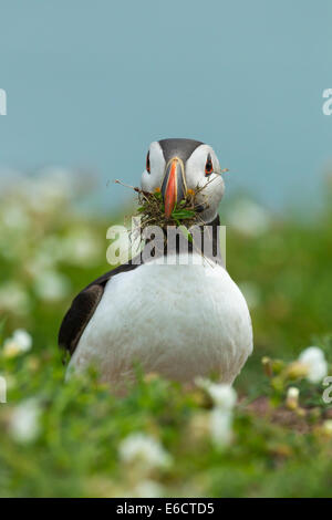 Atlantic puffin Fratercula arctica, adulto, la raccolta di materiale di nidificazione, Skomer, Wales, Regno Unito in giugno. Foto Stock