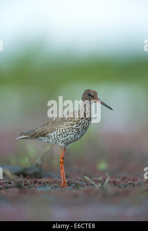 Common redshank Tringa totanus, adulto, rovistando sul terreno paludoso durante il passaggio di migrazione, Tiszaalpár, Ungheria in giugno. Foto Stock