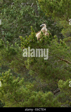 Eurasian avvoltoio grifone Gyps fulvus, adulto, arroccato in pino, Isaba, Pirenei spagnoli in marzo. Foto Stock