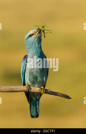 Rullo europea Coracias garrulus, adulto, con il cricket preda, arroccato, Kiskunfélegyháza, Ungheria in giugno. Foto Stock