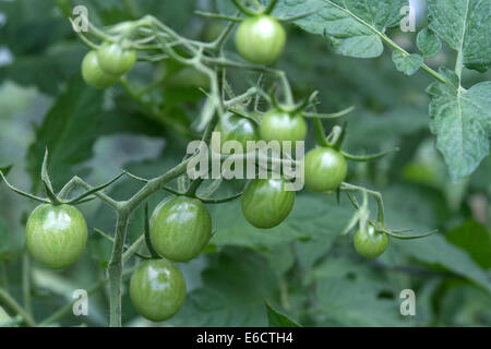 Cluster di acerbi pomodori verdi che crescono in un giardino estivo Foto Stock