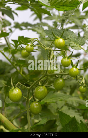 Cluster di acerbi pomodori verdi che crescono in un giardino estivo Foto Stock