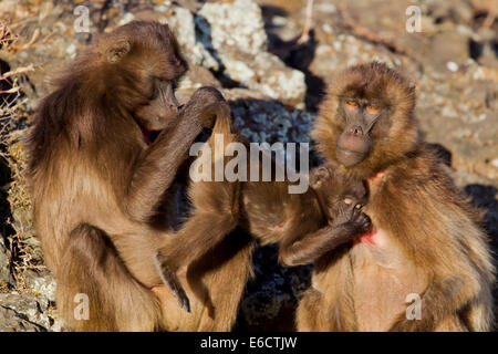 Babbuino Gelada Theropithecus gelada, allattamento neonato da madre con un altro esame, Ponte Portoghese, Etiopia nel mese di febbraio. Foto Stock