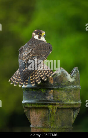 Falco pellegrino Falco peregrinus (prigioniero), immaturi maschio, appollaiato sul comignolo tra boschi, Hampshire, Regno Unito nel mese di agosto. Foto Stock