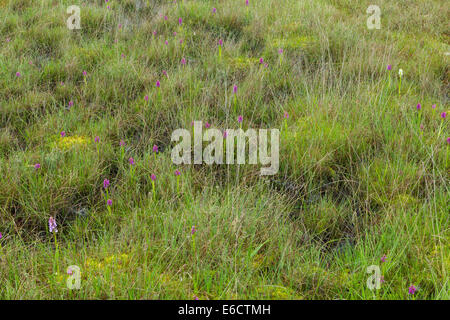 Southern marsh orchidea Dactylorhiza Praetermissa, cluster di spike in umidità marsh, Thursley comune, Surrey, Regno Unito nel mese di maggio. Foto Stock