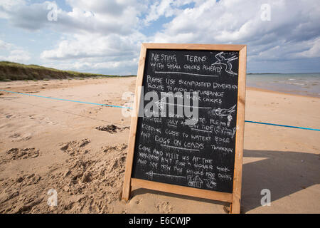 Una colonia di nidificazione di artico e poco Sterne vicino a bassa Newton, Norhumberland, UK. Foto Stock