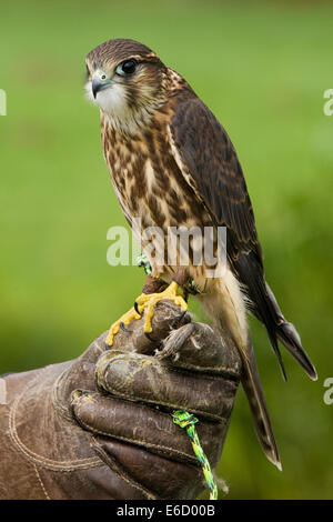 Giovani femmine barberia falcon essendo trattenuto con la mano guantata e Jesses Foto Stock