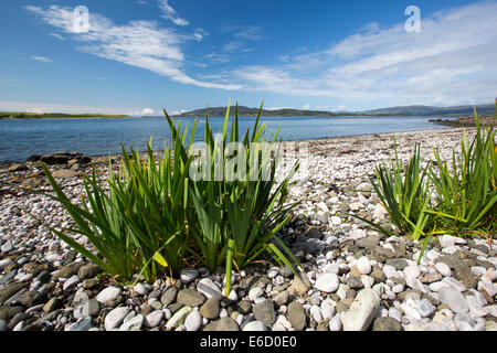 Bandiera gialla che cresce su una spiaggia sulle rive di Loch Na Keal al di sotto di Ben più, Isle of Mull, Scotland, Regno Unito. Foto Stock