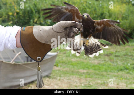 Harris Hawk in volo per una Falconieri brillava la mano Foto Stock